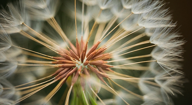 A day on the farm with the SIGMA 105mm F2.8 DG DN Macro | Art